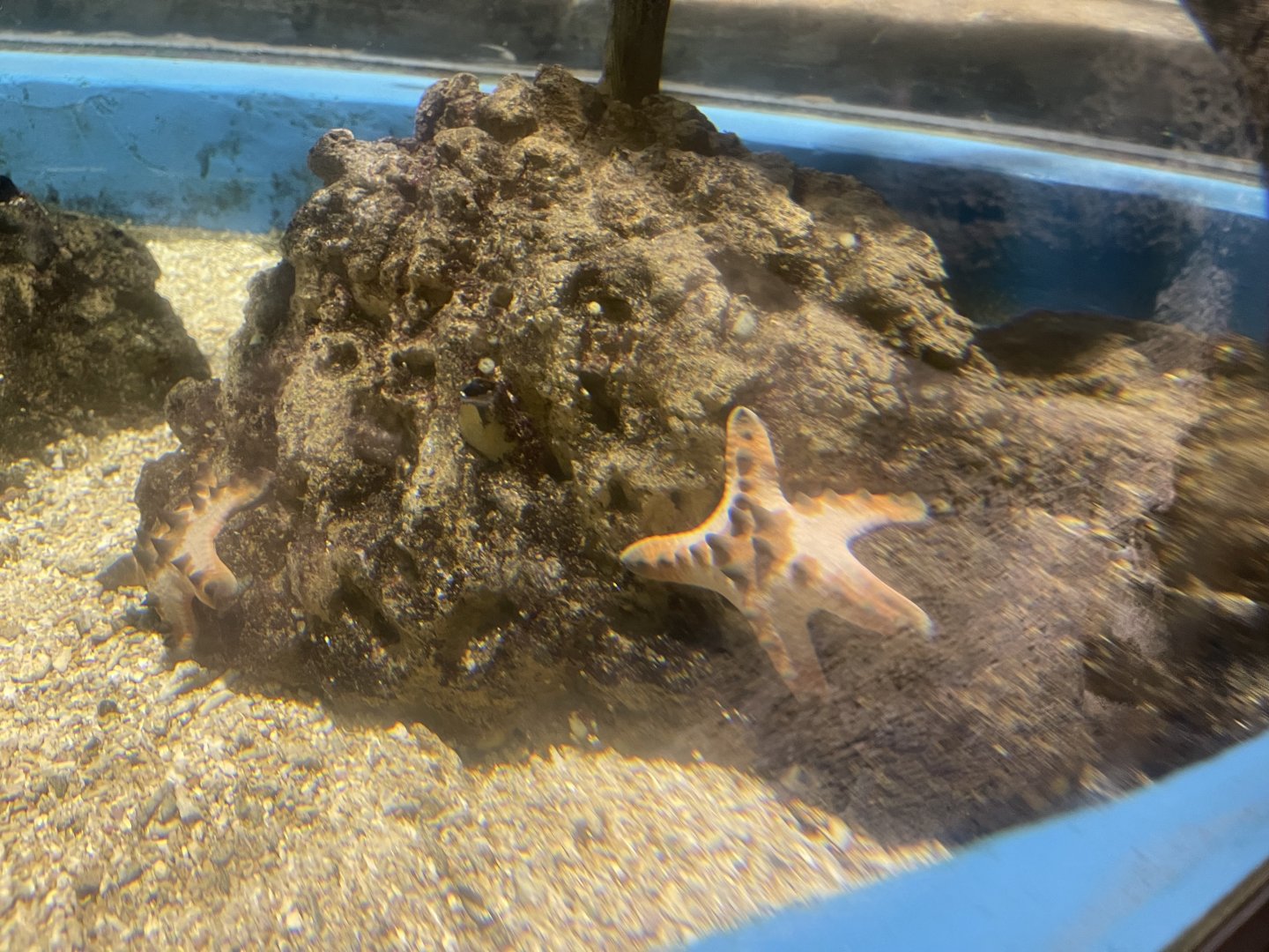chocolate chip sea star (protoreaster nodosus)