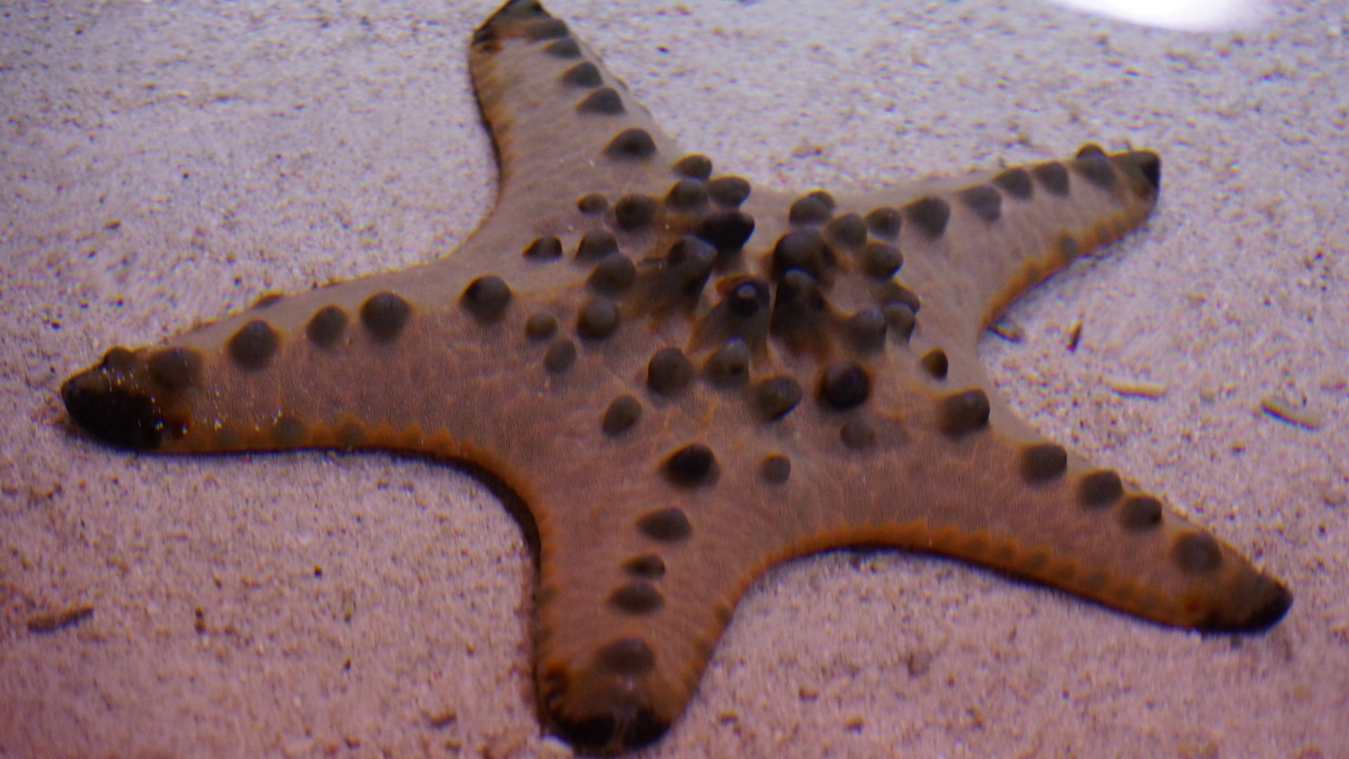 Chocolate Chip Sea Star