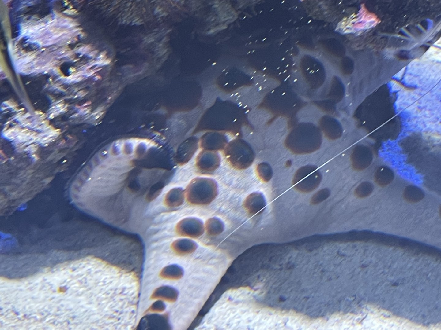 Chocolate chip sea star