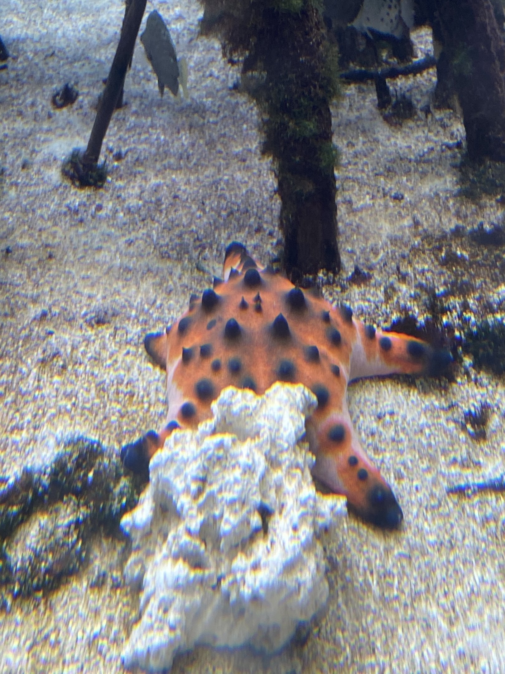 Chocolate Chip Sea Star