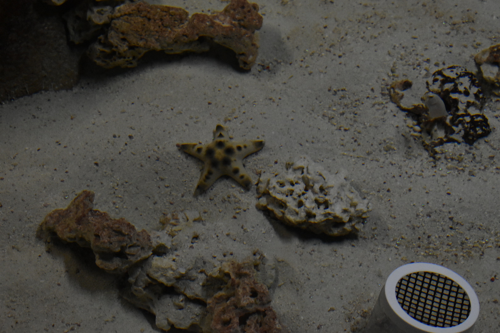 Chocolate Chip Sea Star