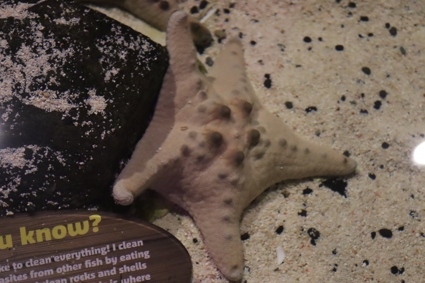 Chocolate Chip Sea Star