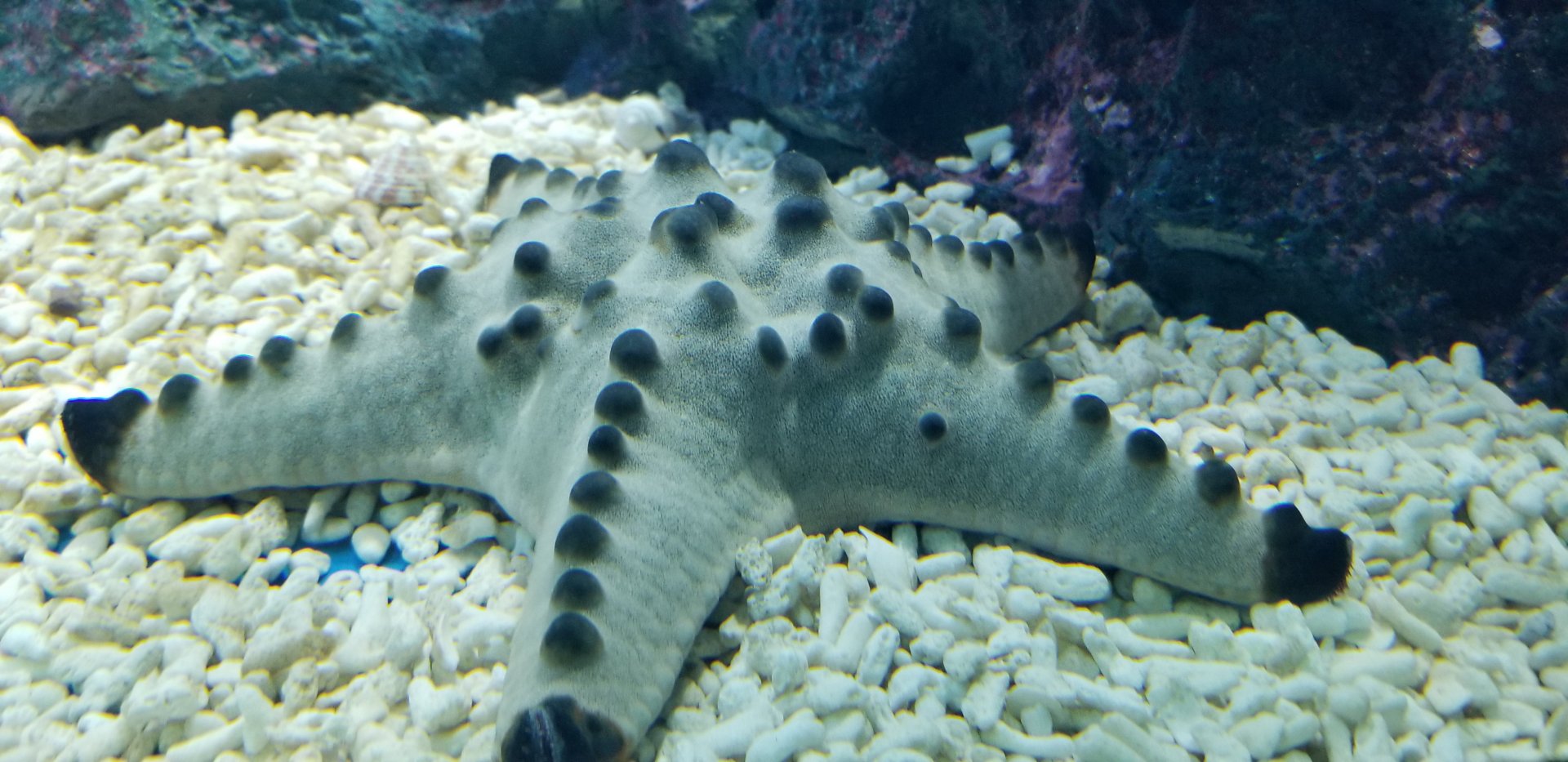 Chocolate Chip Sea Star