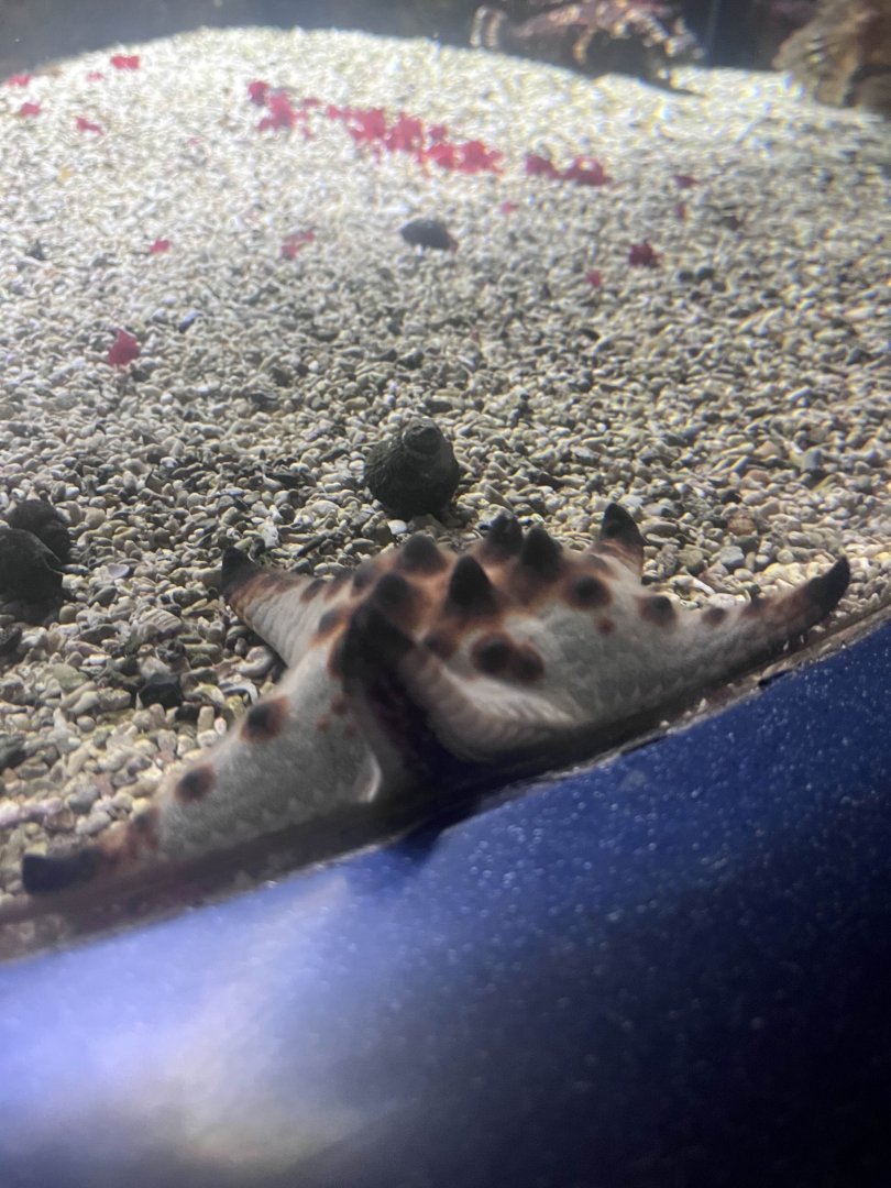 Chocolate chip sea star
