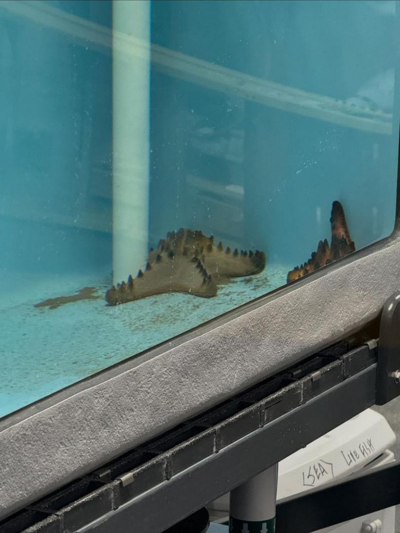 Chocolate Chip Sea Stars