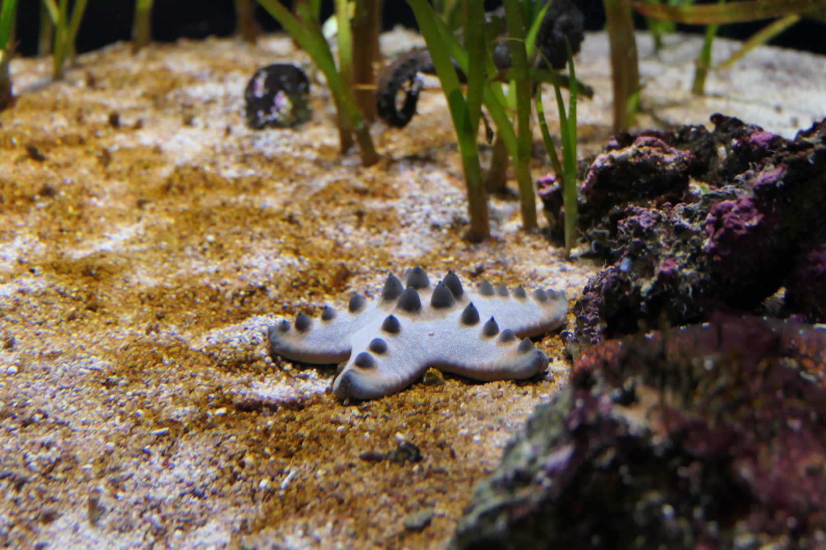 Chocolate Chip Seastar (Protoreaster nodosus) - Uozu Aquarium