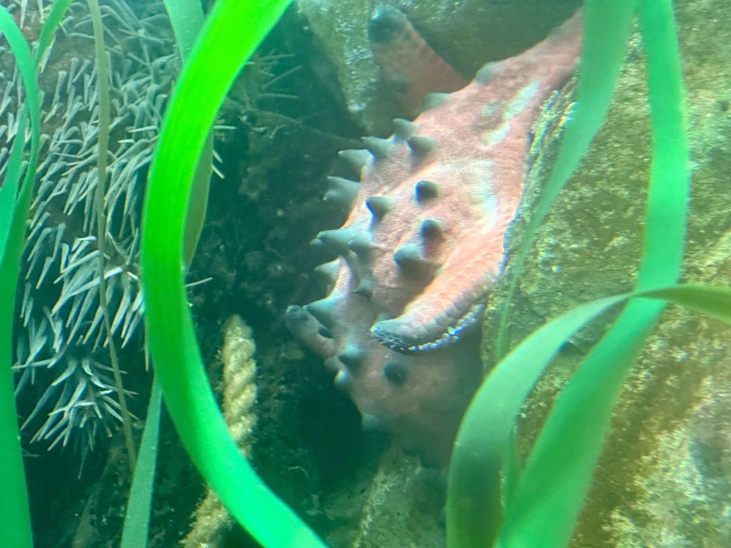 Chocolate chip starfish (Protoreaster nodosus)