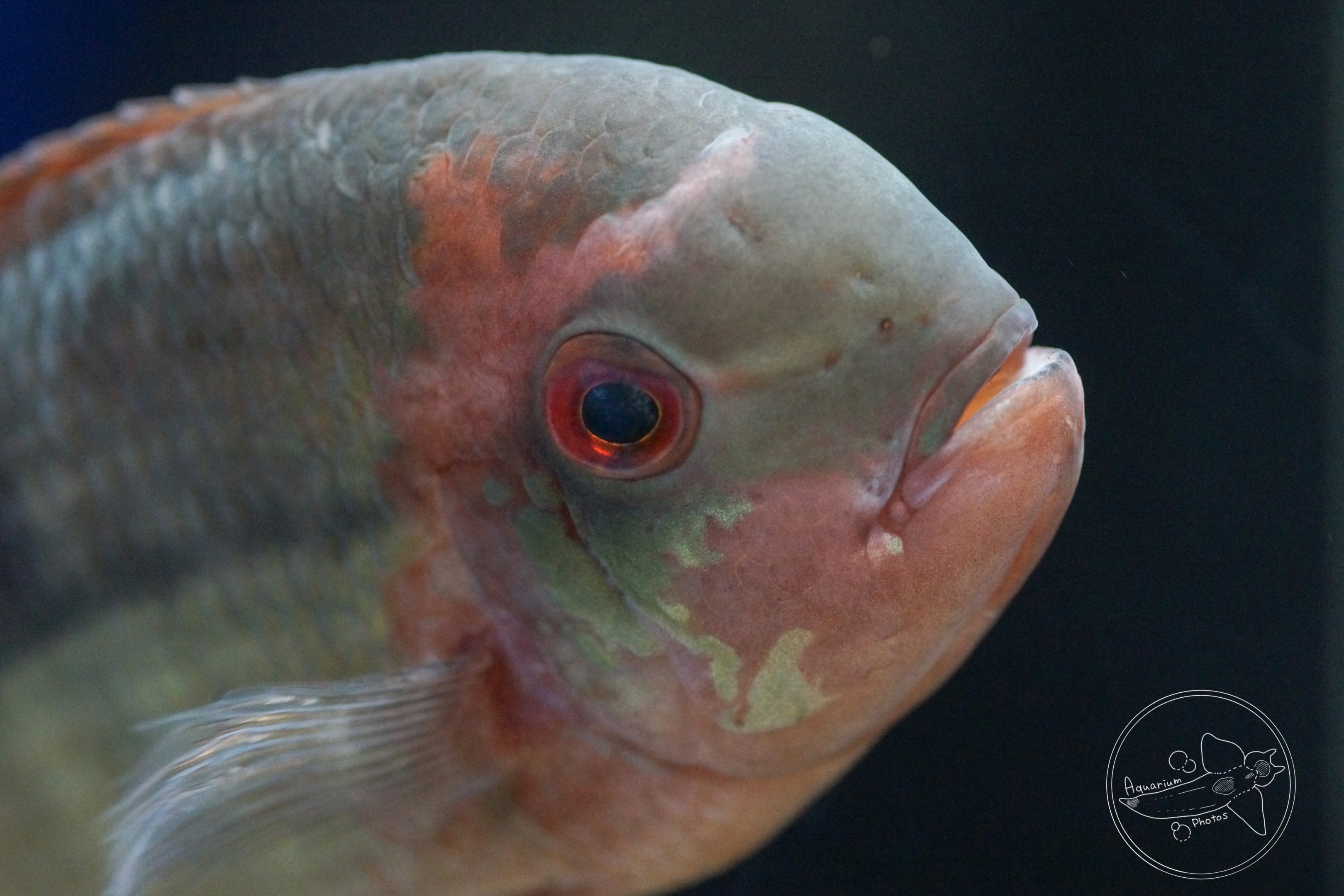 Chocolate Cichlid (Hypselecara sp.?)