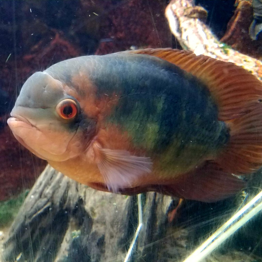 Chocolate Cichlid (Hypselecara temporalis)