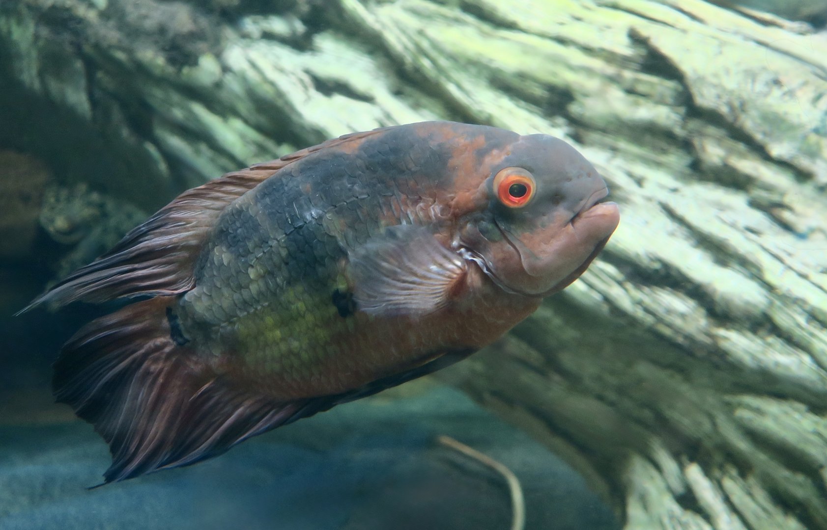 Chocolate Cichlid (Hypselecara temporalis)