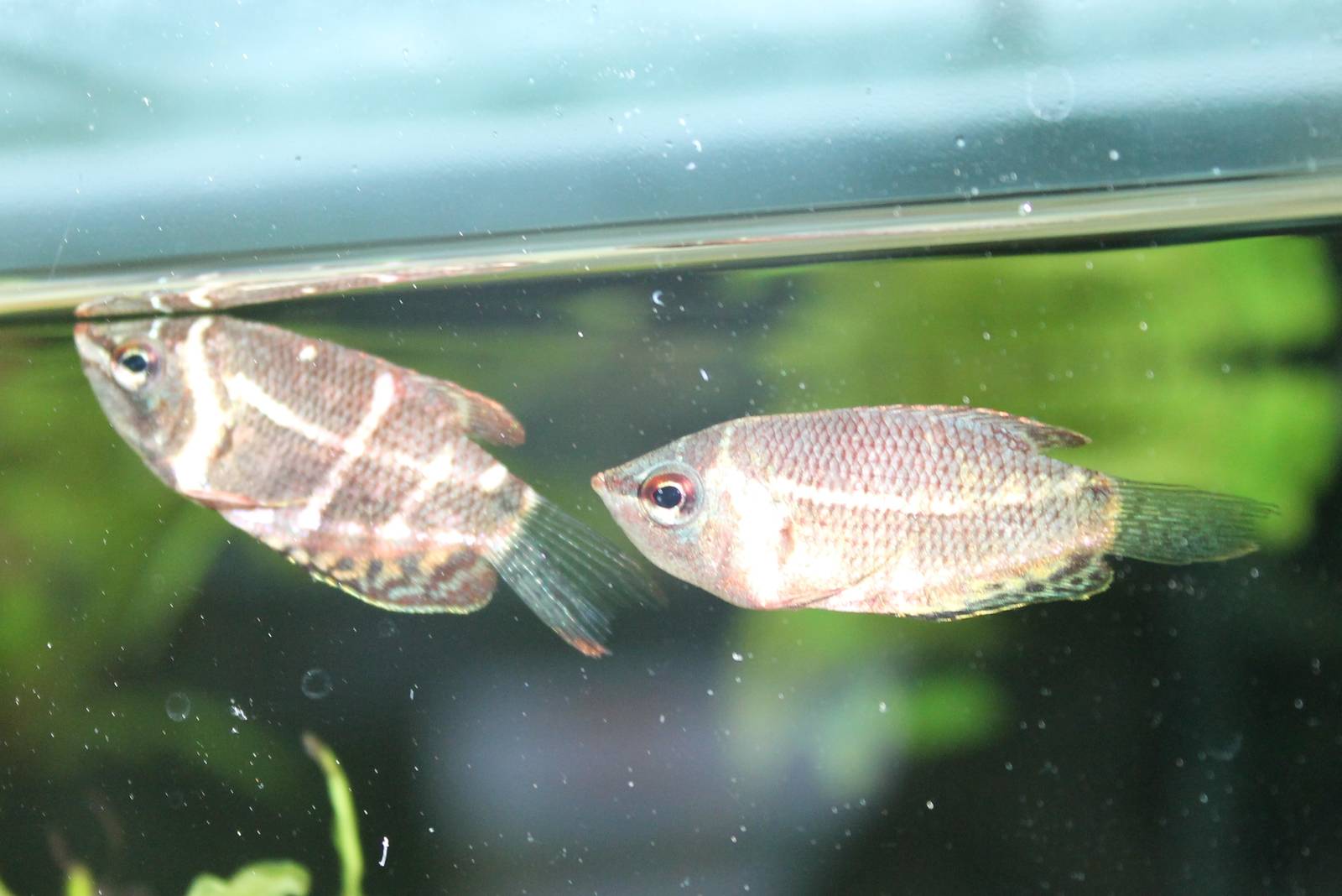 Chocolate gourami's
