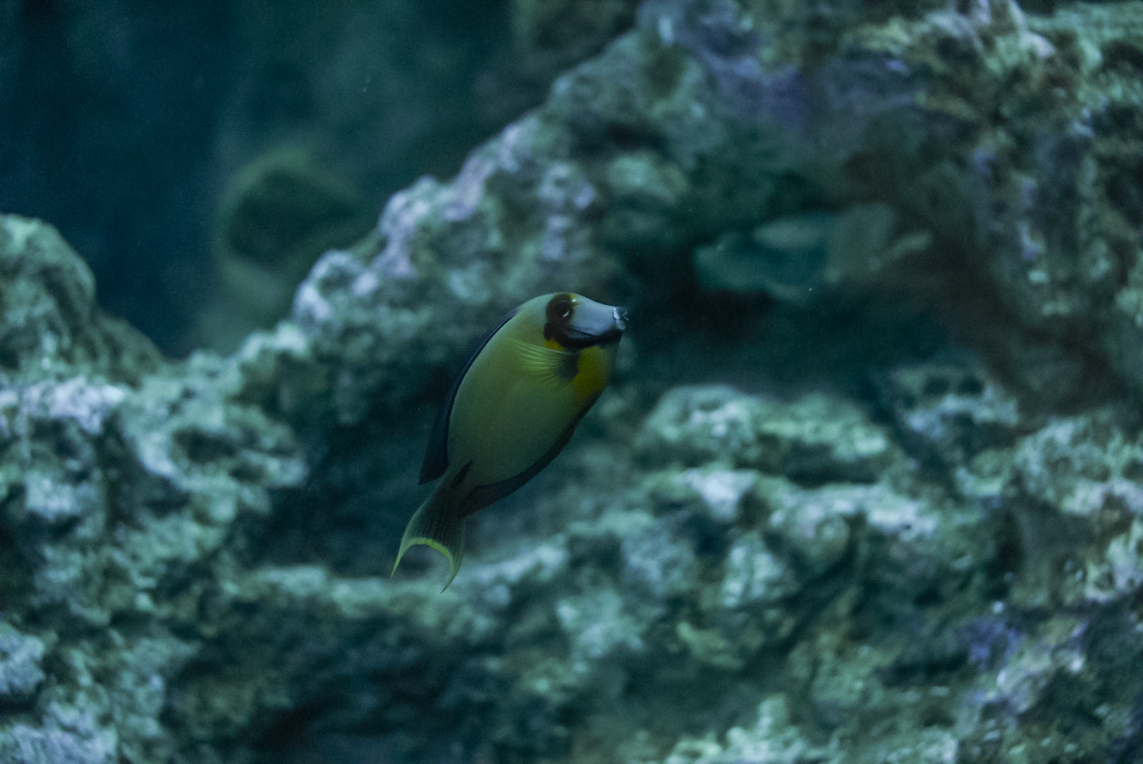 Chocolate Mimic Tang