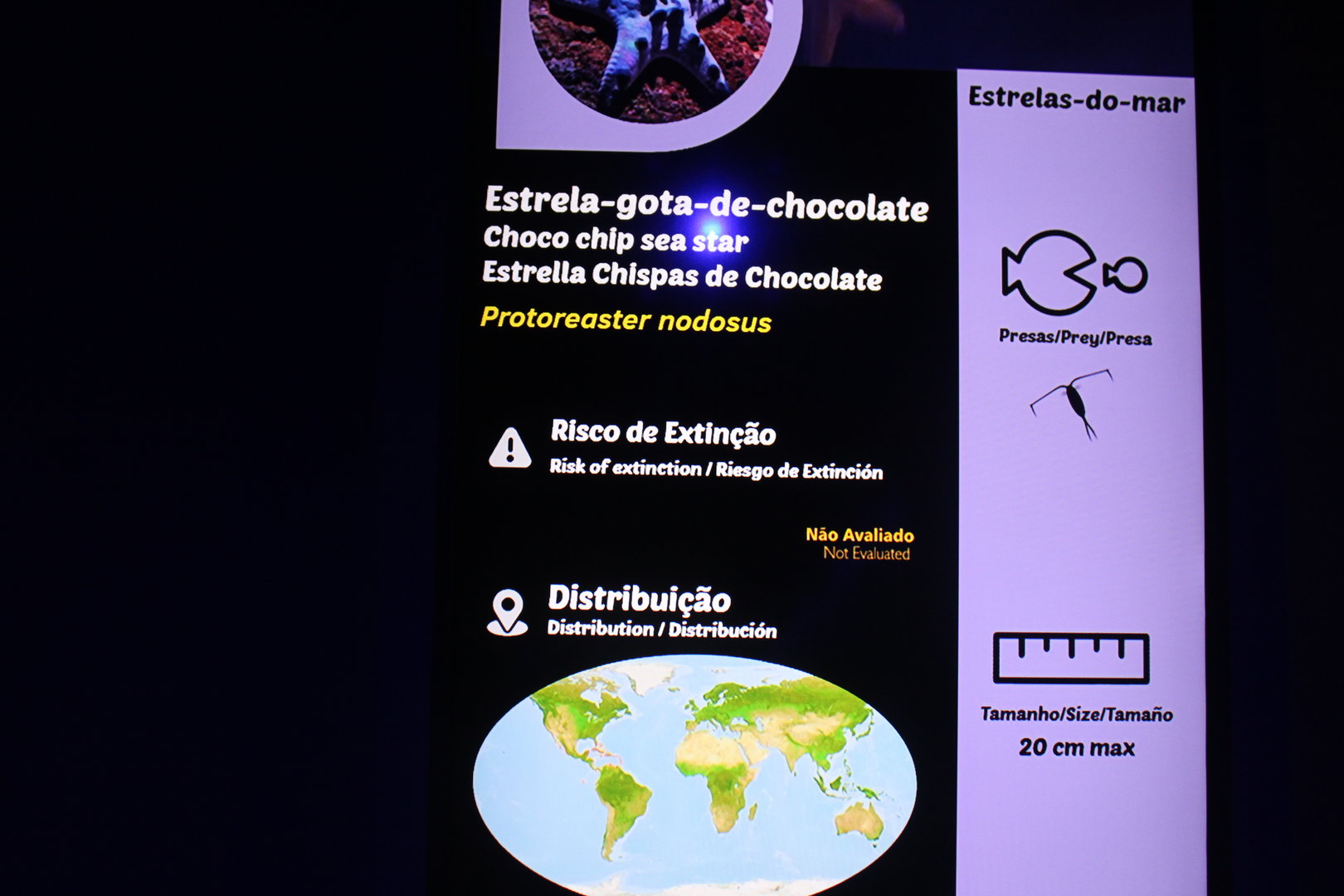 Chocolate Sea Star Signage