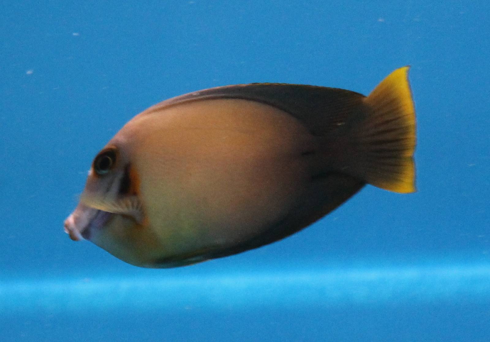 Chocolate Surgeon fish