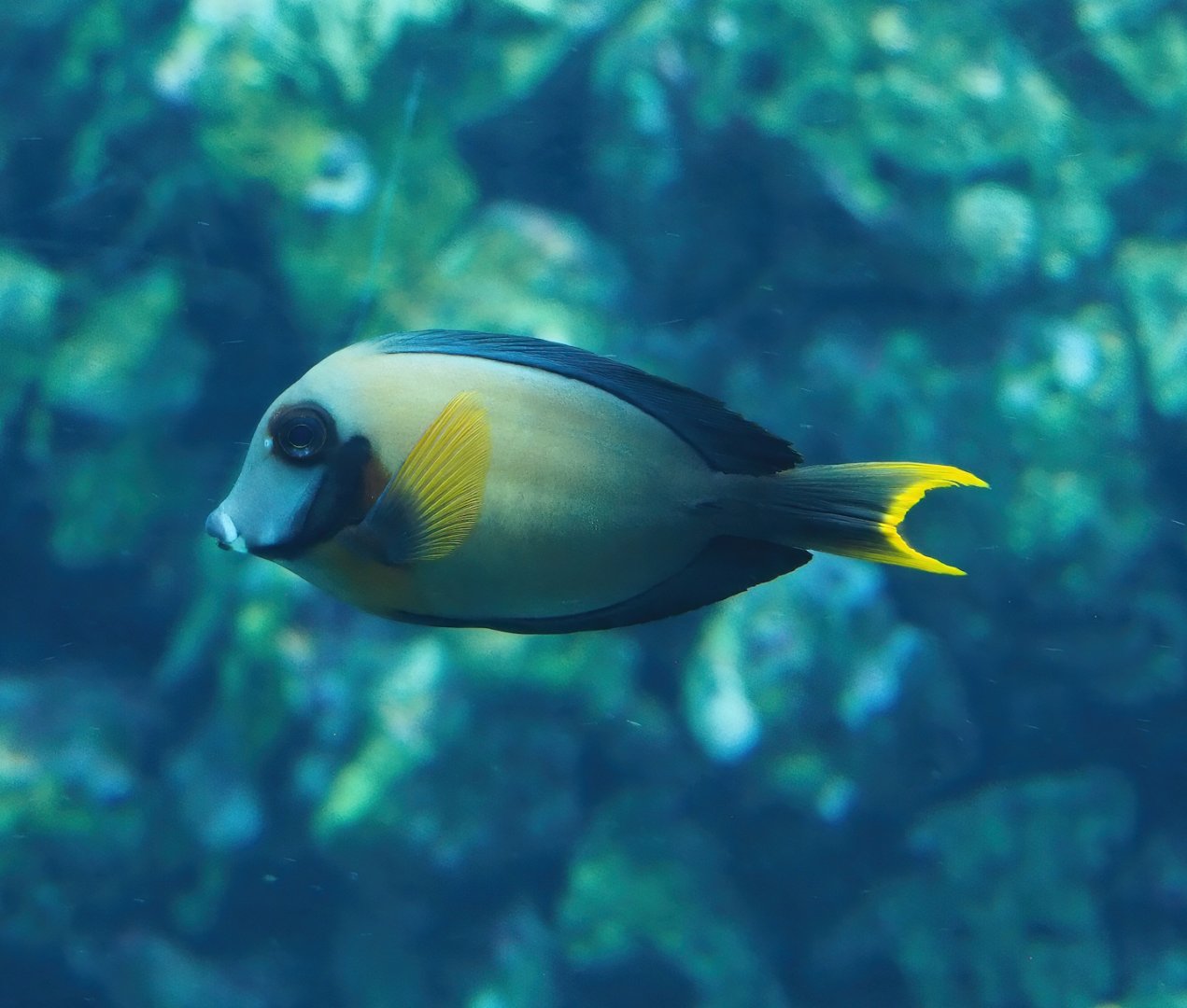 Chocolate surgeonfish (Acanthurus pyroferus), 2024-02-17