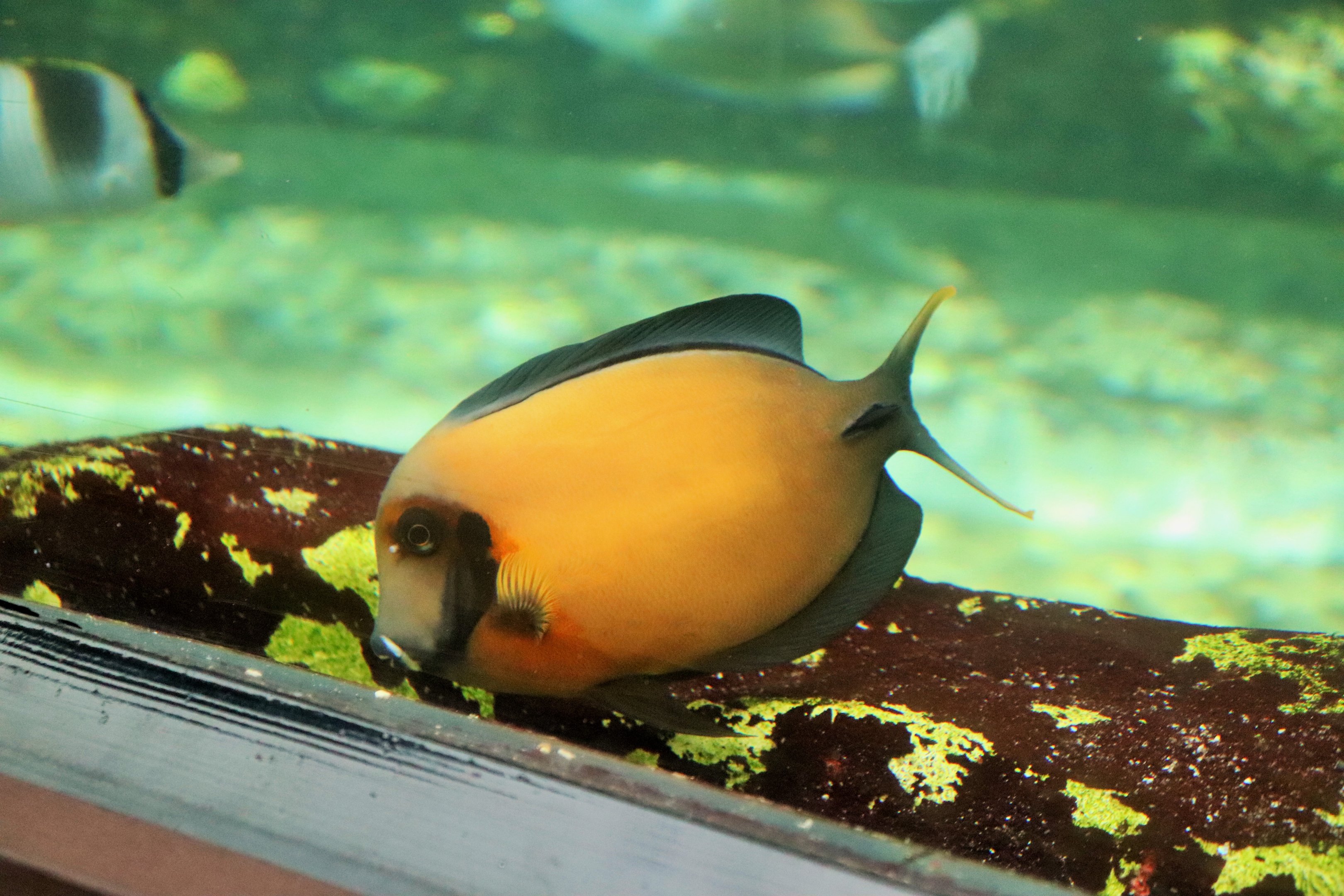 Chocolate Surgeonfish (Acanthurus pyroferus)