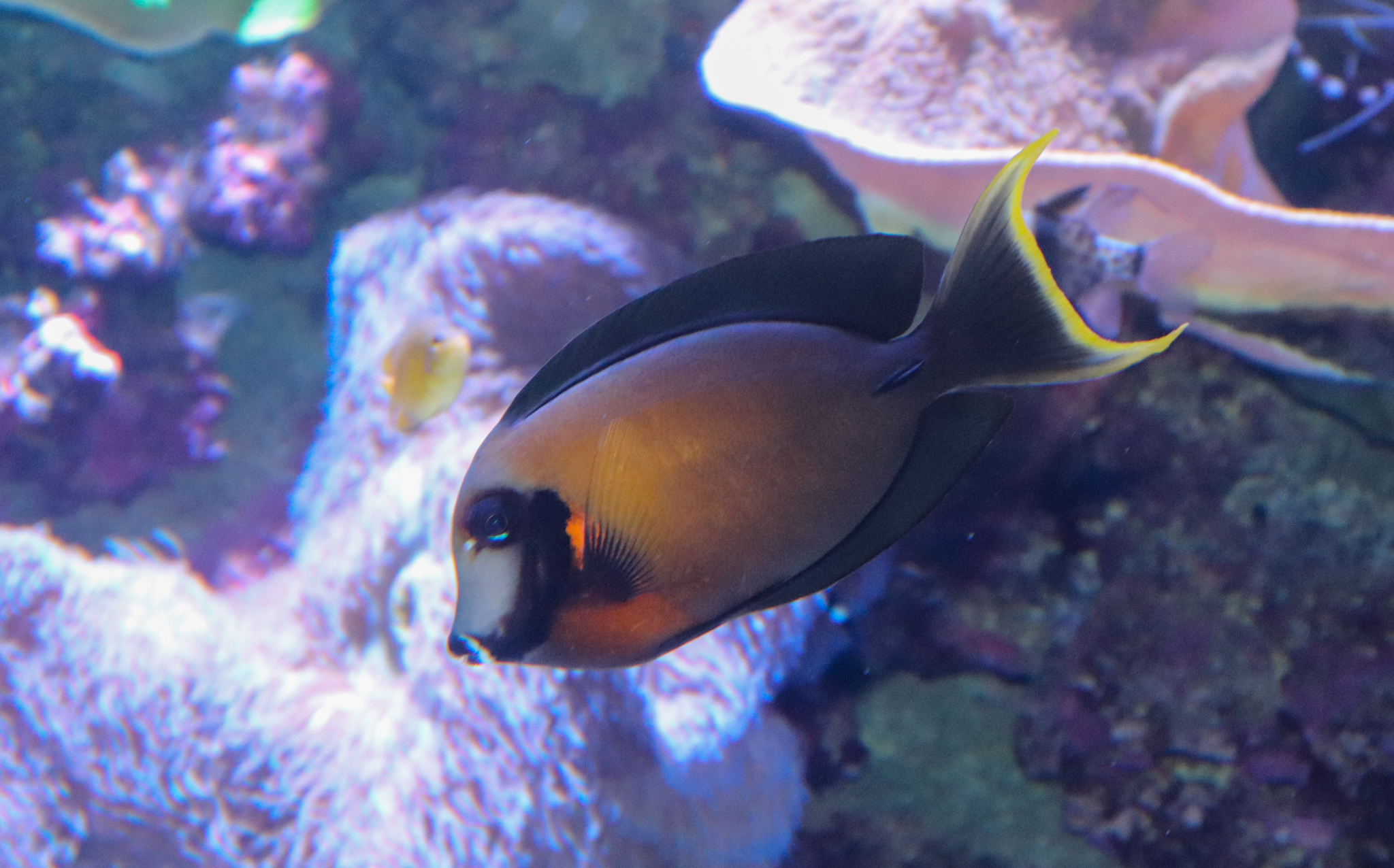 Chocolate Surgeonfish (Acanthurus pyroferus)