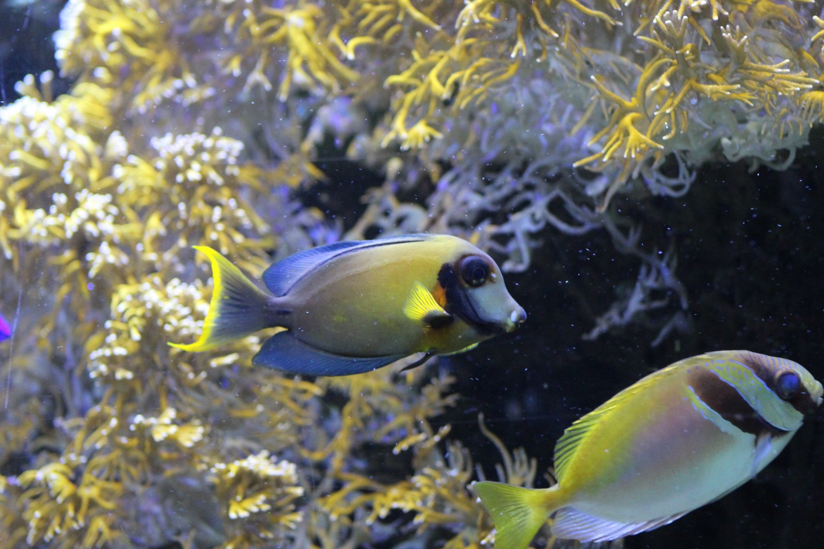 Chocolate Surgeonfish & Blackbar Spinefoot