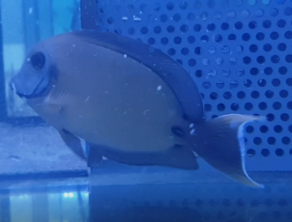 Chocolate tang - Acanthurus pyroferus