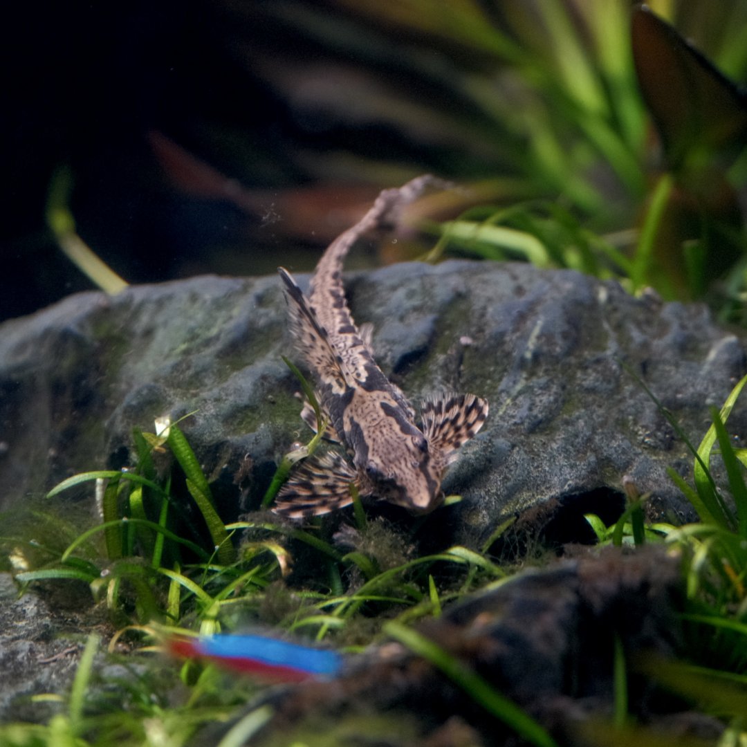 Chocolate Whiptail Catfish (Rineloricaria lanceolata)