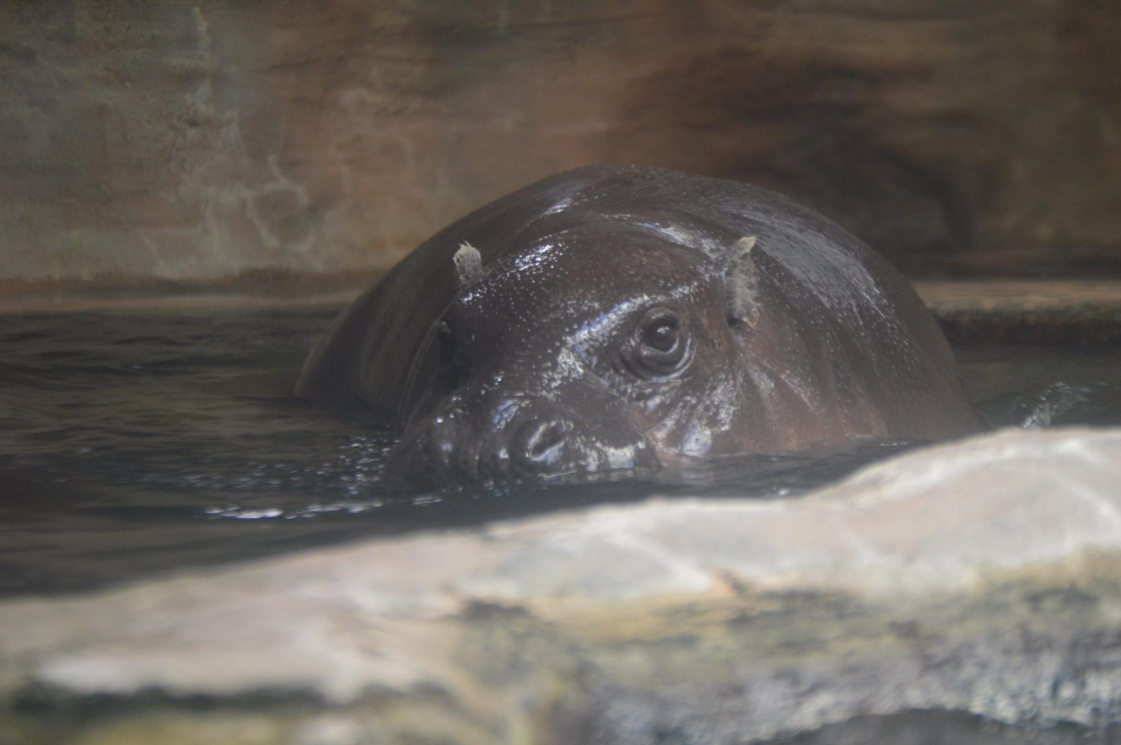 Choeropsis liberiensis, Annie