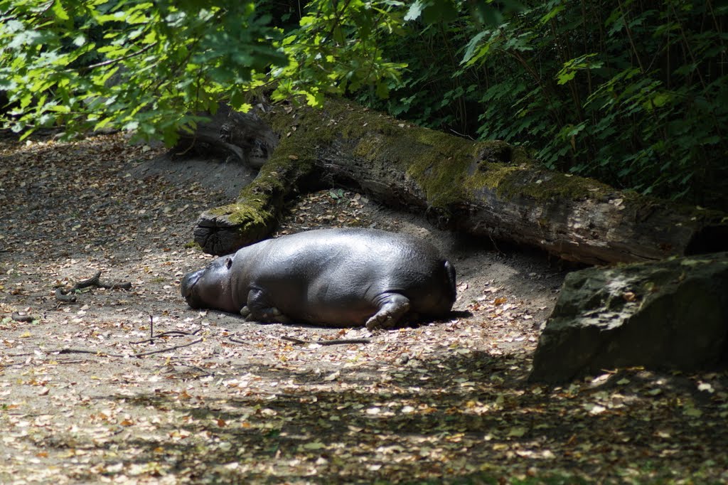 Choeropsis liberiensis
