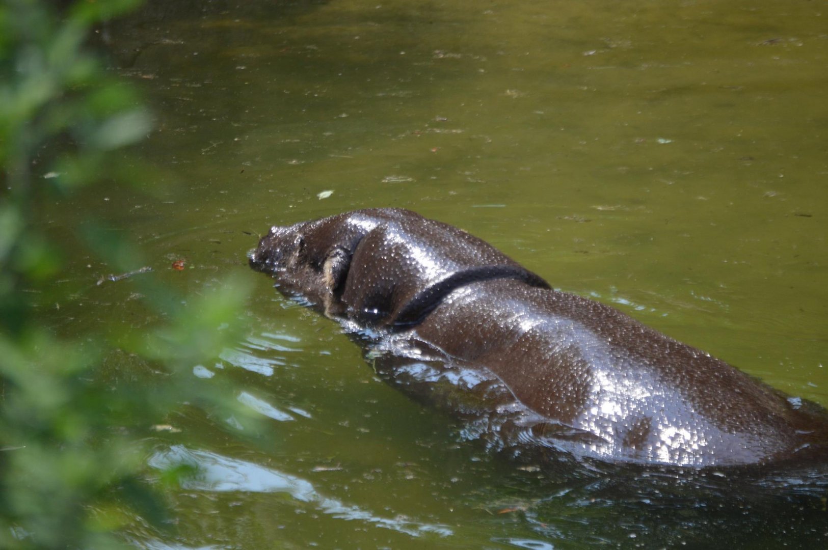 Choeropsis liberiensis