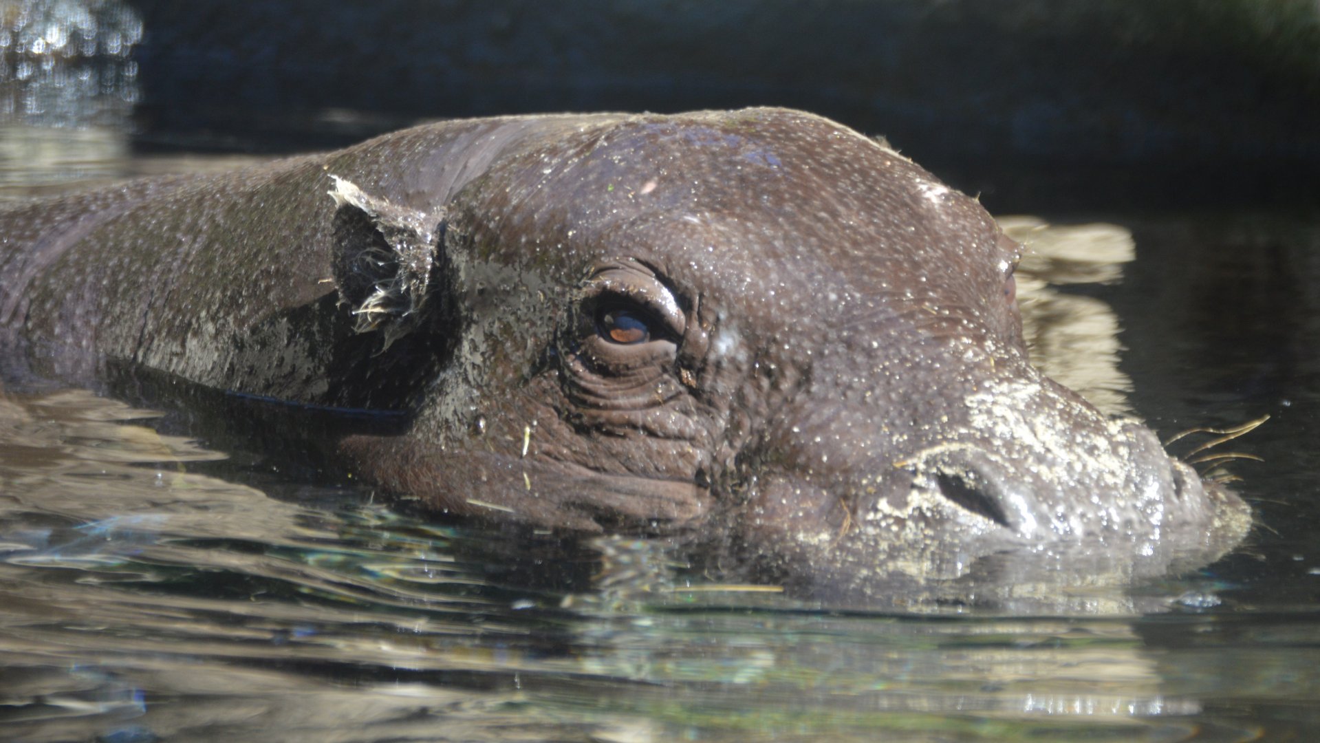 Choeropsis liberiensis