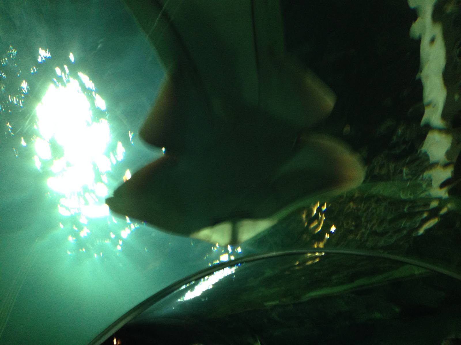 Chola Guitarfish at Blue Planet Aquarium - 05/10/2013