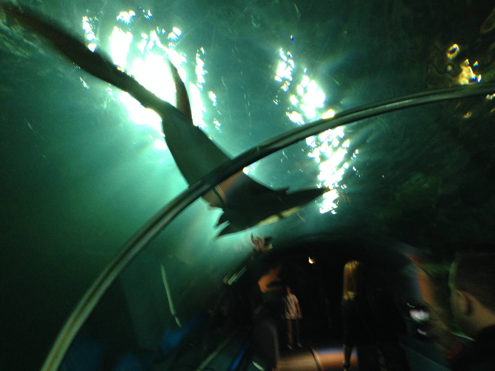 Chola Guitarfish at Blue Planet Aquarium - 05/10/2013