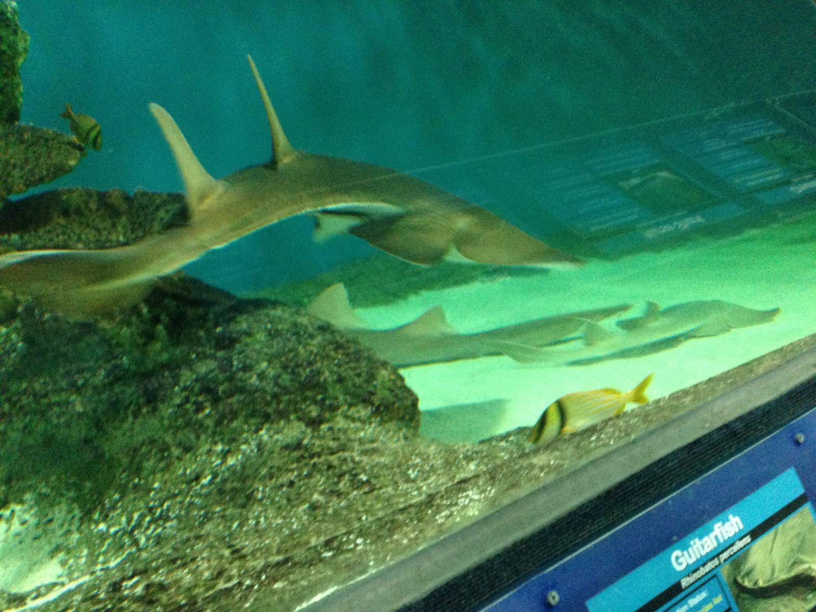 Chola Guitarfish at Blue Planet Aquarium - 05/10/2013