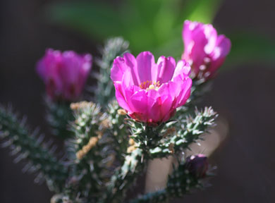 cholla blossom