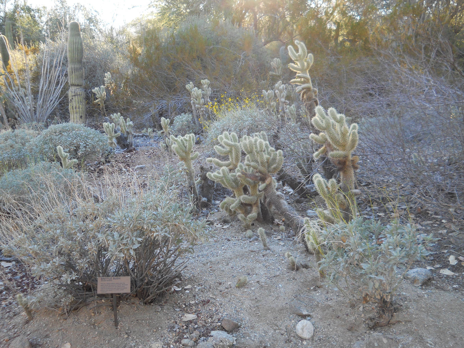 Cholla garden
