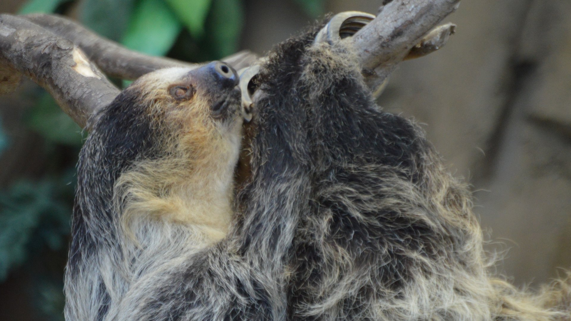 Choloepus didactylus (Siesta)