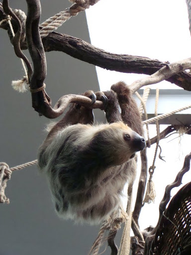 Choloepus didactylus