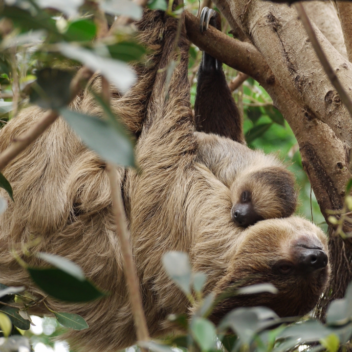 Choloepus didactylus