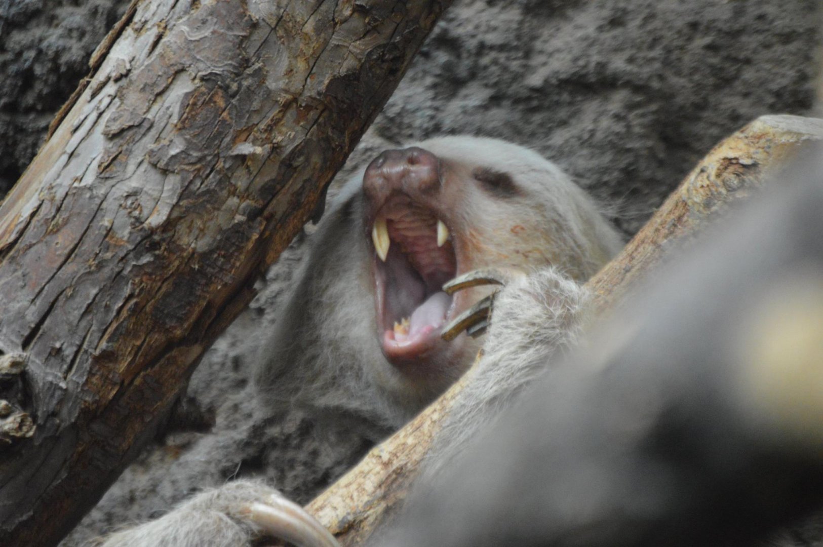 Choloepus hoffmanni mid-yawn