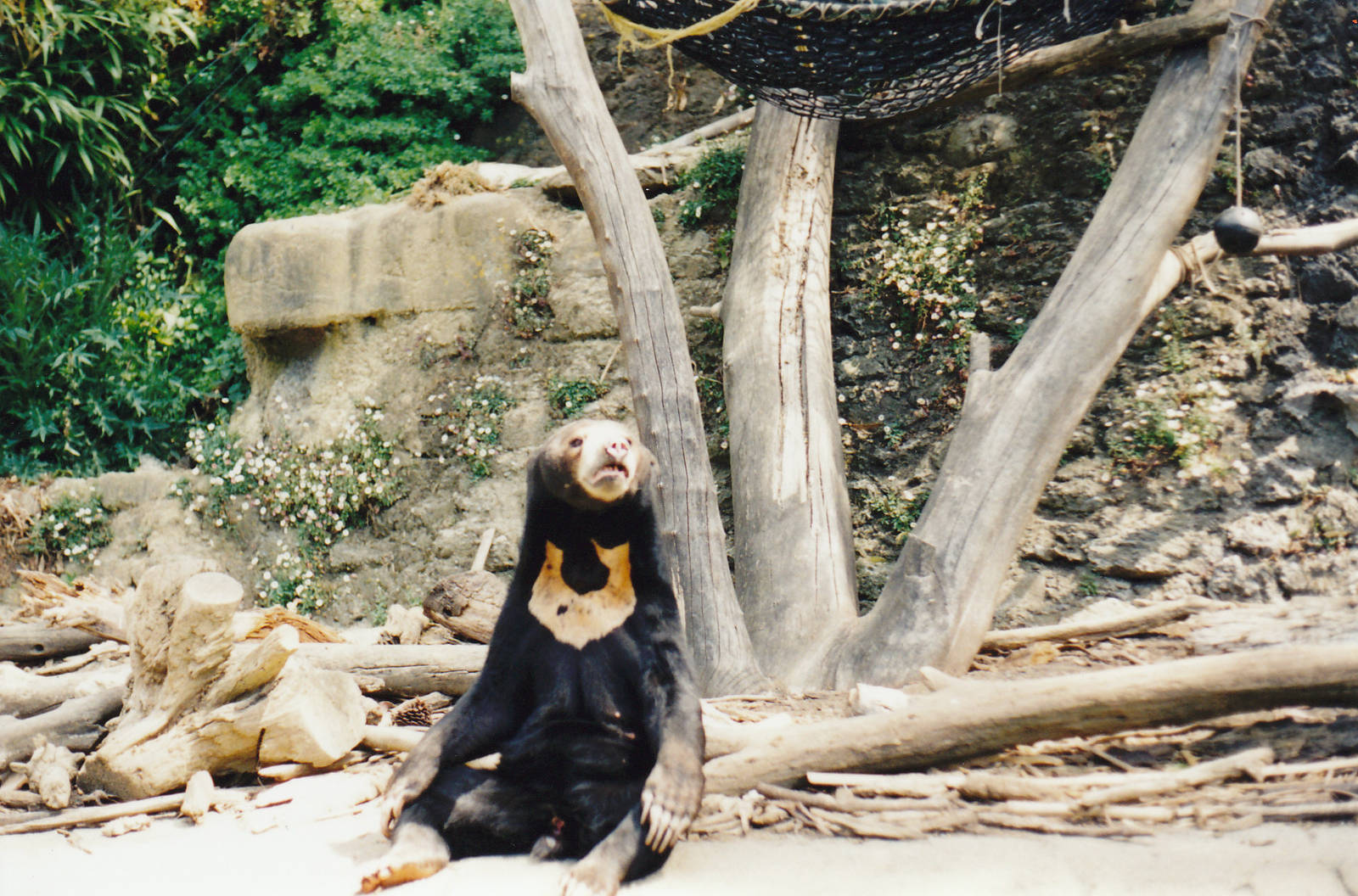 Chomel the female sun bear