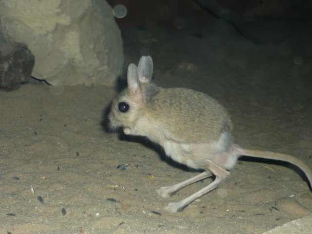 Chomutov Zoopark 2009