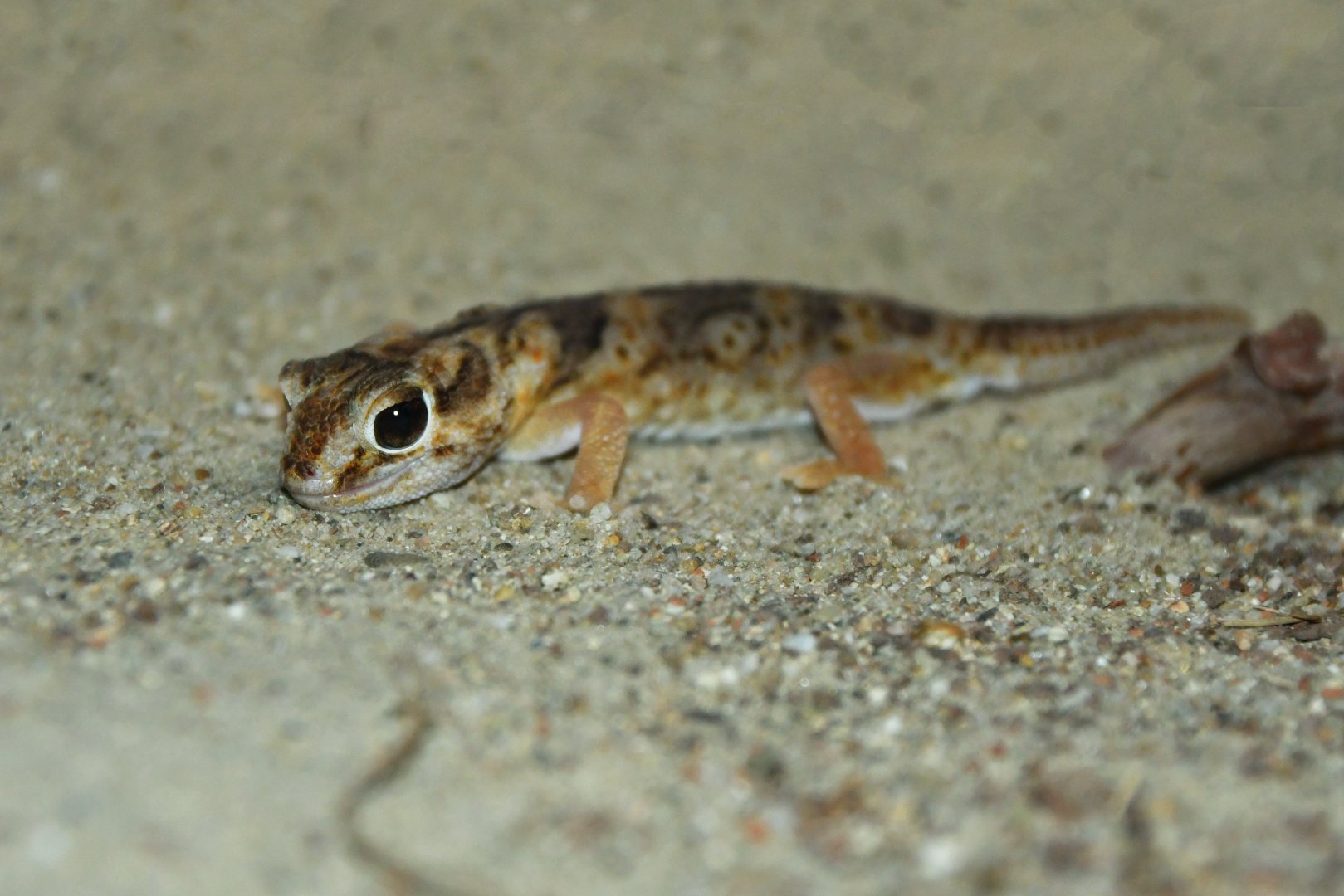 Chondrodactylus angulifer