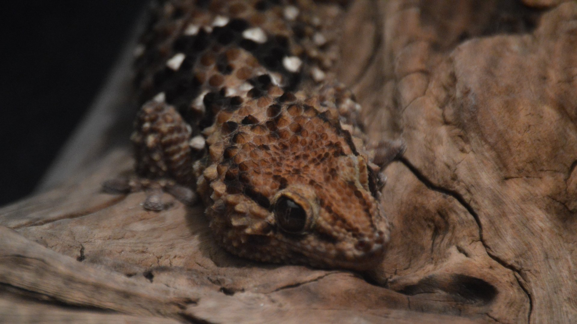 Chondrodactylus bibronii