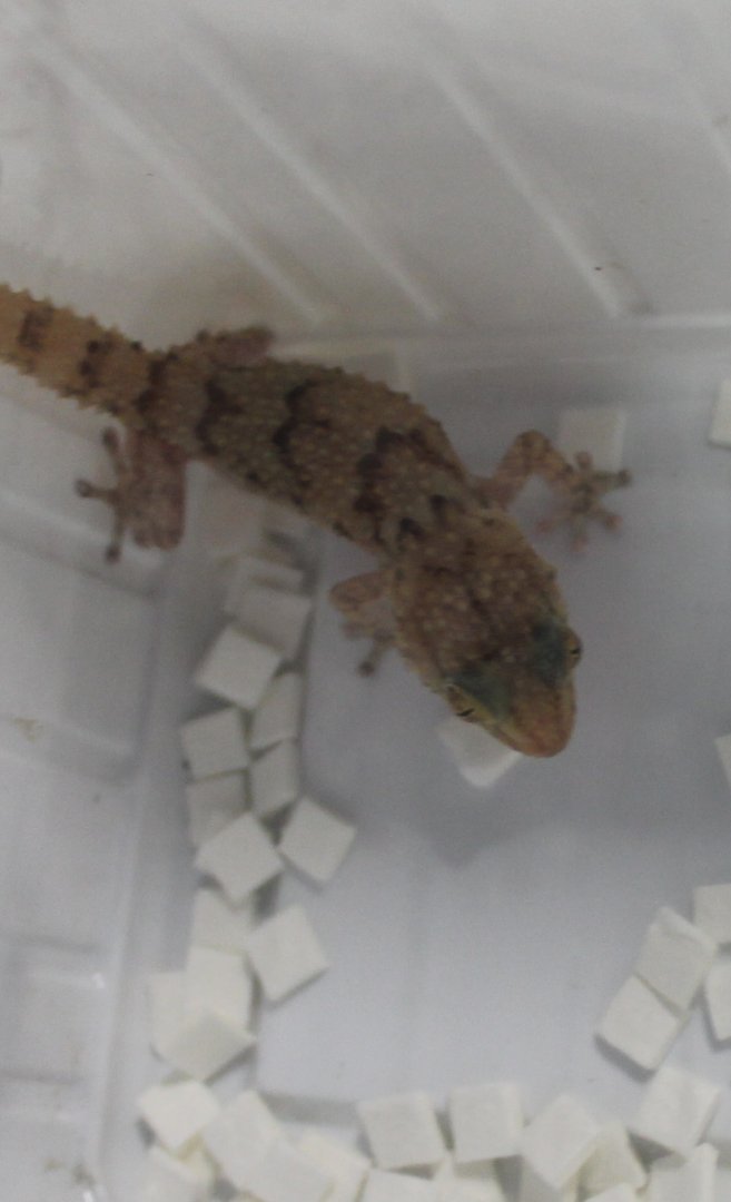 Chondrodactylus turneri