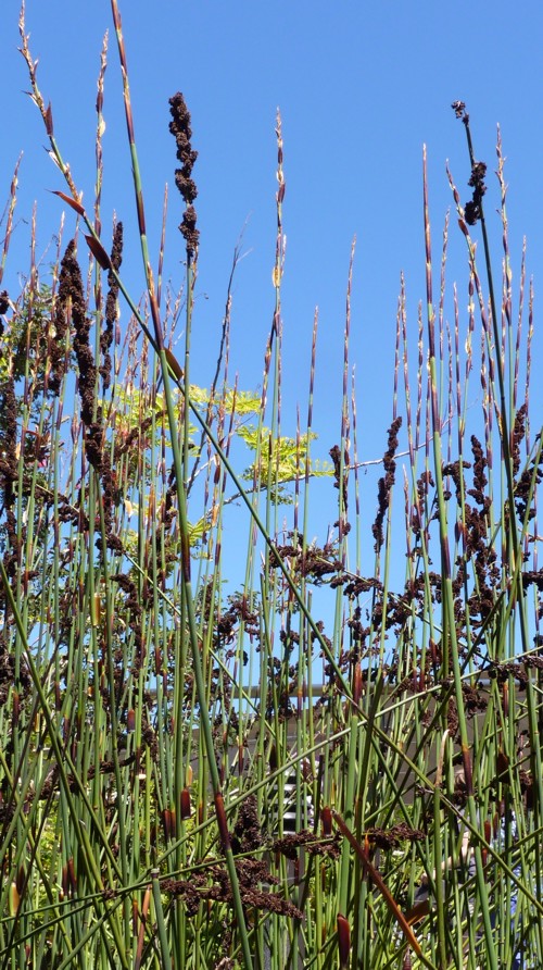 Chondropetalum tectorum