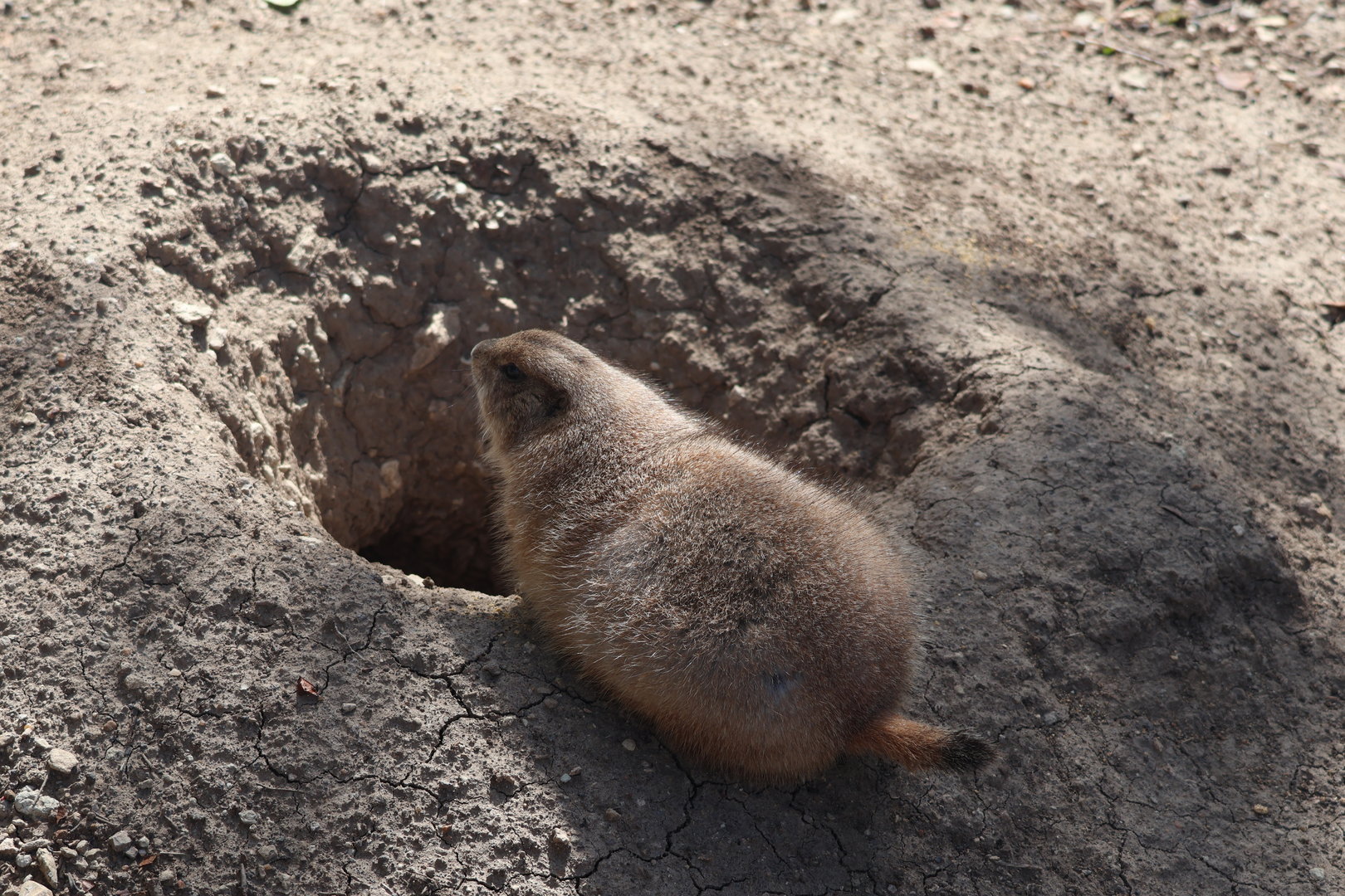 chonker (prairie dog)