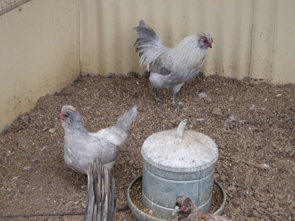Chooks of some sort