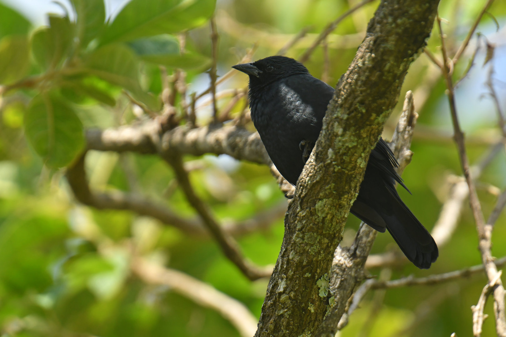 Chopi Blackbird Gnorimopsar chopi