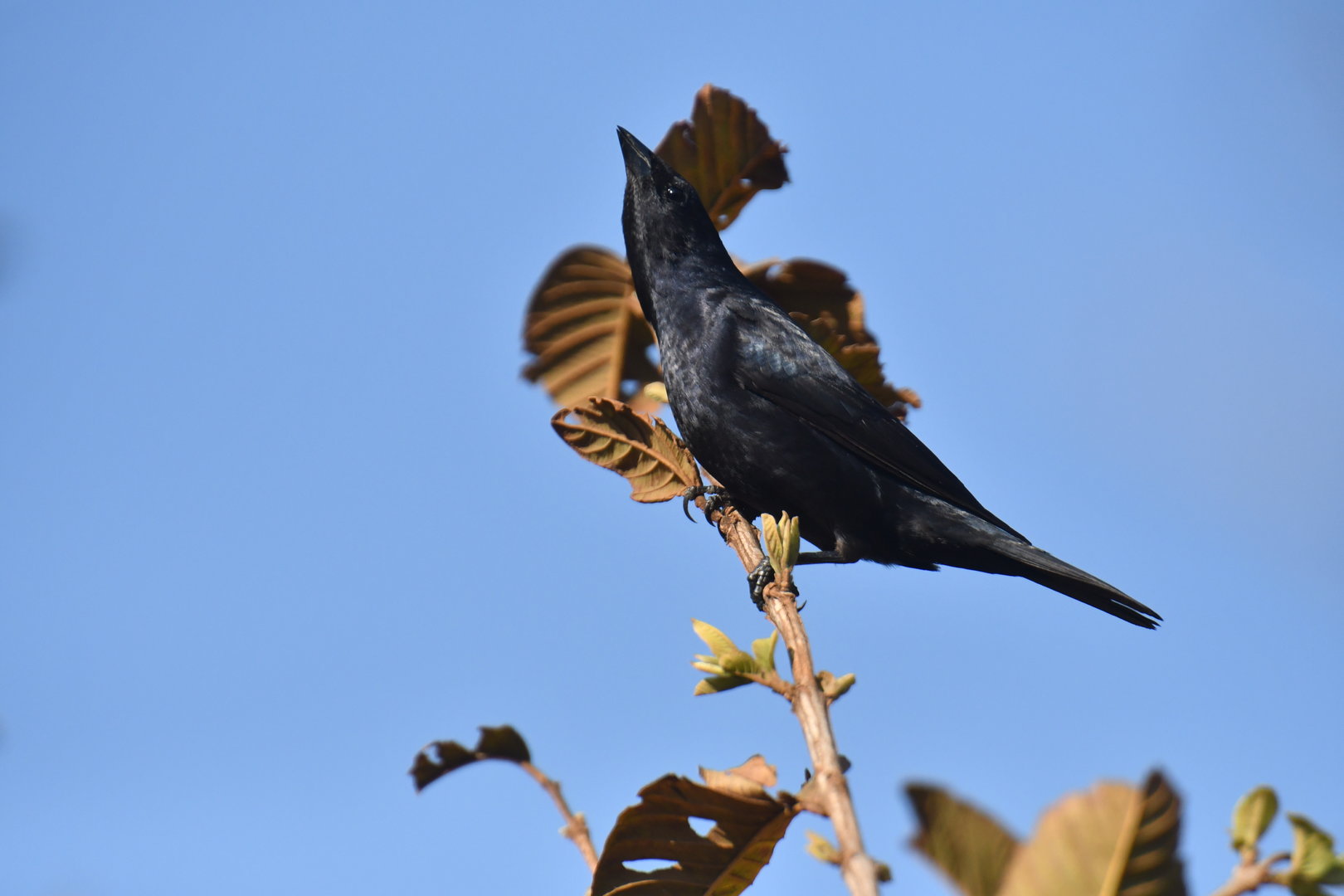 Chopi Blackbird Gnorimopsar chopi