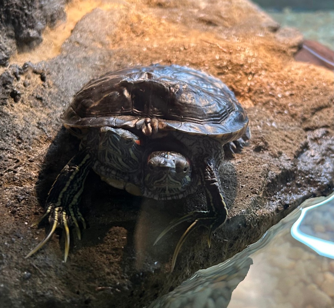 Chopstix the 2-headed Red-Eared Slider (4/19/25)