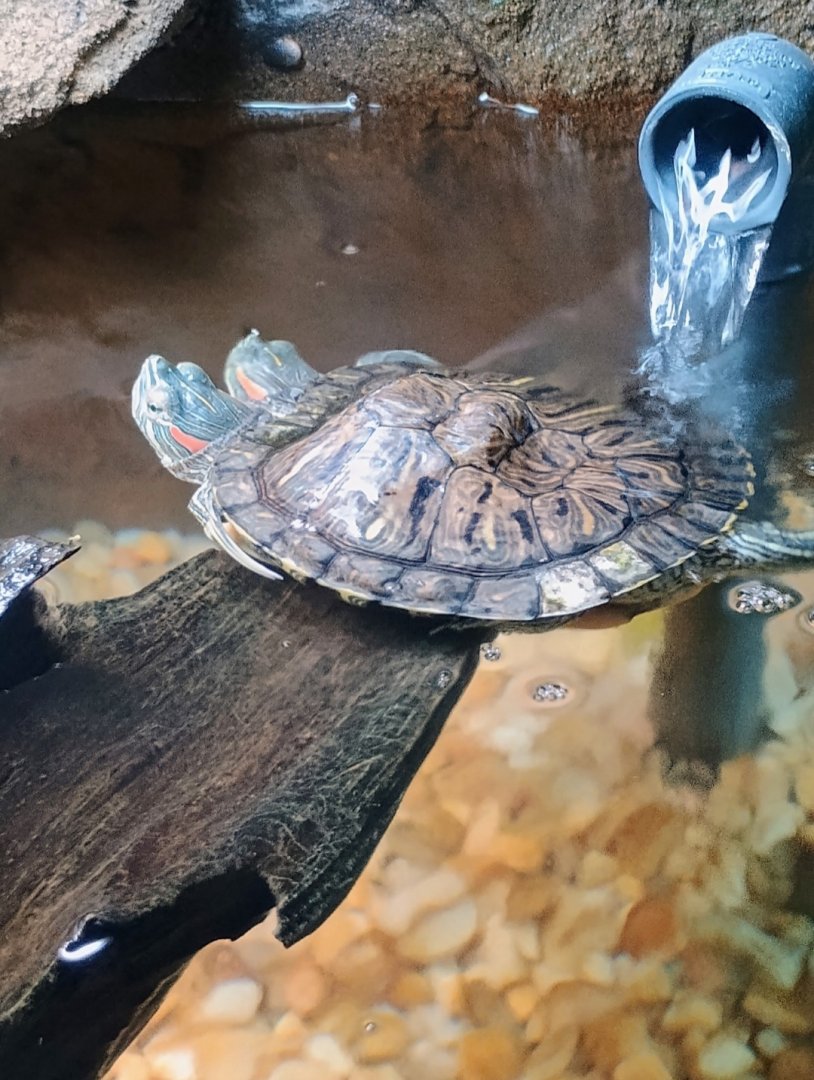 Chopstix the 2-headed Red-Eared Slider (6/21/25)