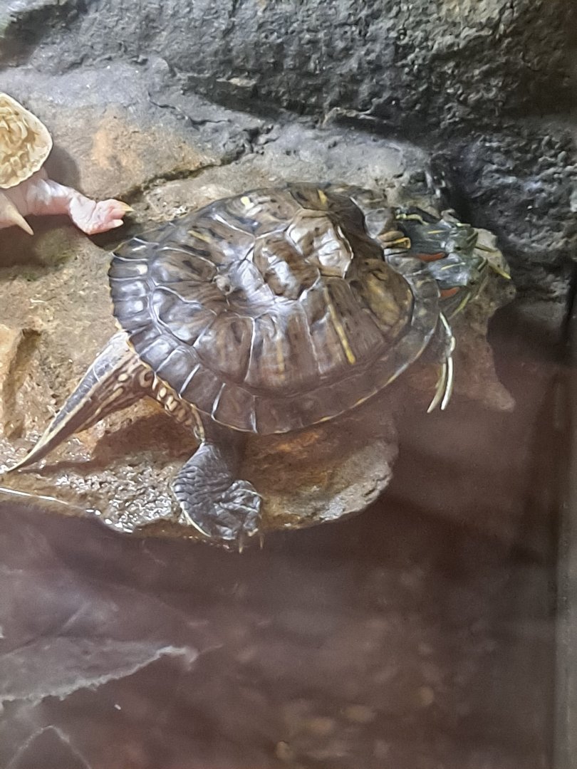 Chopstix the two-headed Red-Eared Slider (11/14/24)